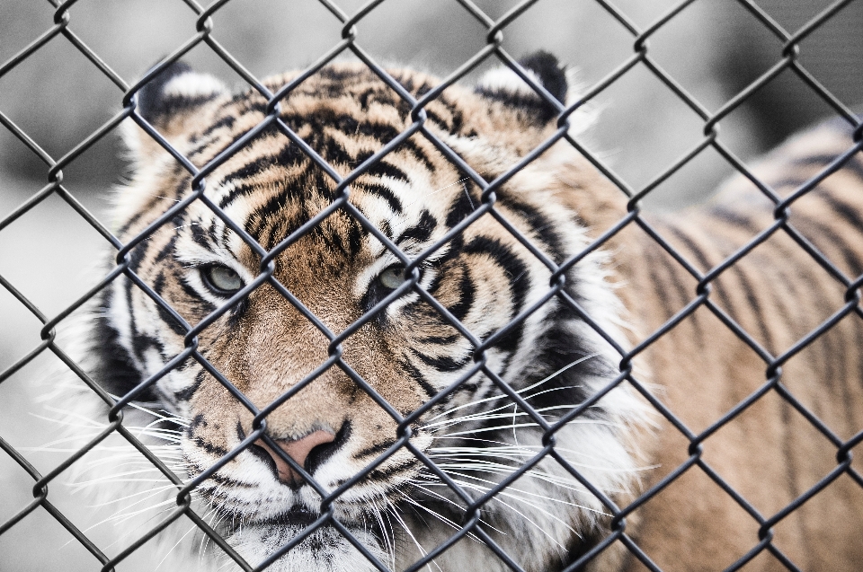 Fence animal feline mammal