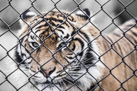 Foto Cerca animal felino mamífero