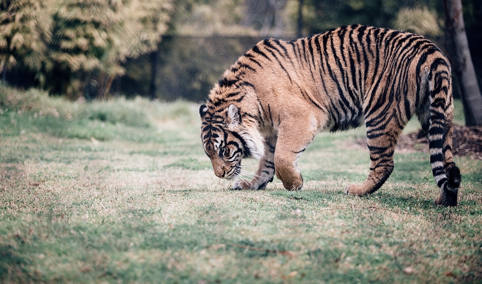 Animal animais selvagens jardim zoológico gato