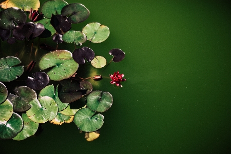 Foto Agua naturaleza rama planta