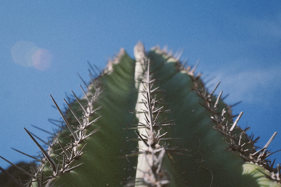 Arbre herbe cactus
 usine