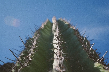 Foto árvore grama cacto
 plantar