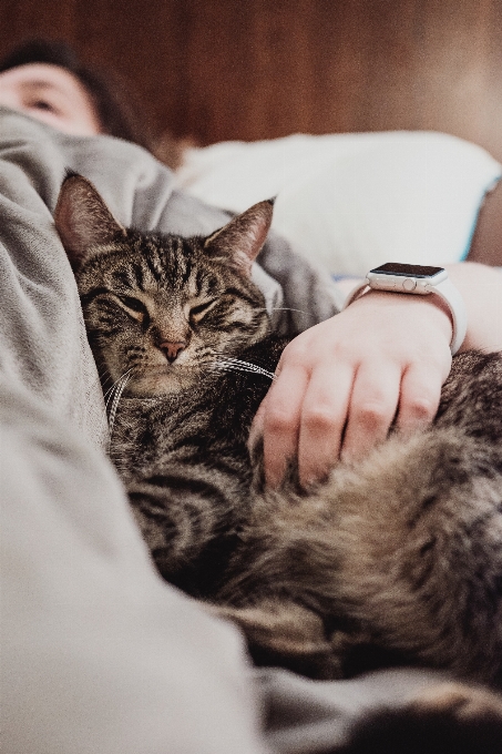 Animale domestico gattino gatto felino