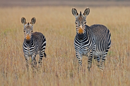 Prairie adventure wildlife mammal Photo