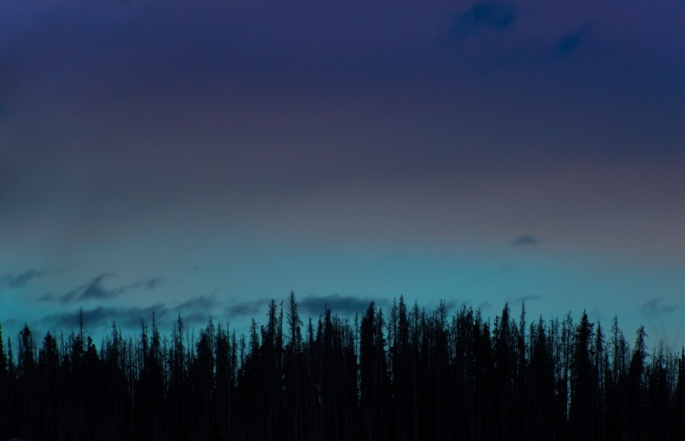 Forêt horizon silhouette nuage