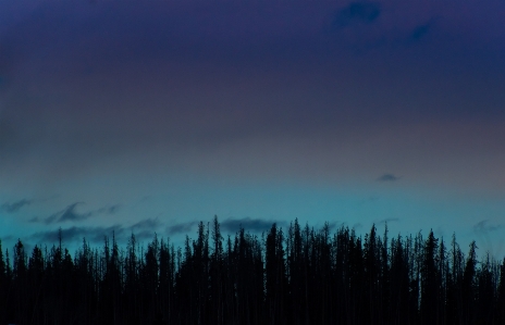 Forest horizon silhouette cloud Photo