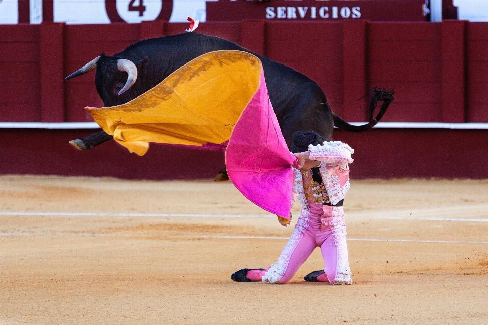 Hombre masculino toro deportes