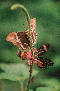 Nature wing plant photography Photo