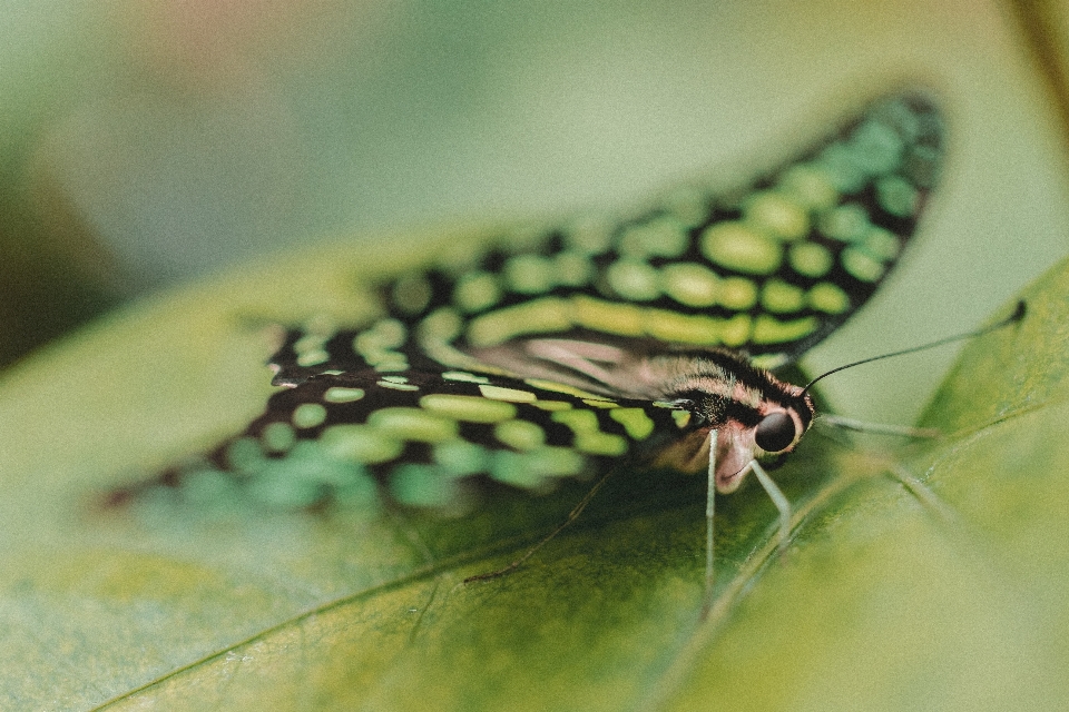 Naturaleza ala planta fotografía