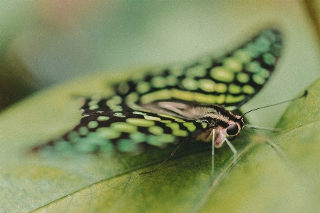 Nature wing plant photography Photo