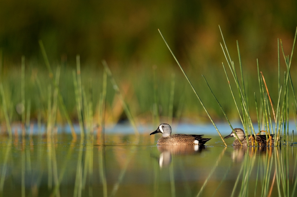 Eau nature herbe oiseau