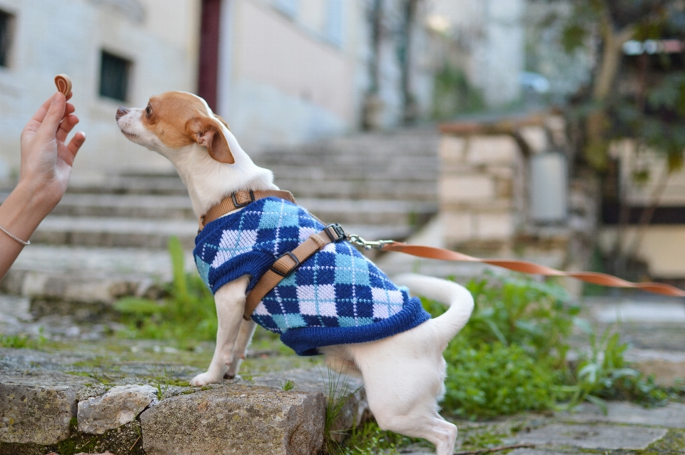 Perro canino
 mascota primavera