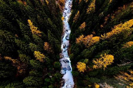 Tree nature forest wilderness Photo