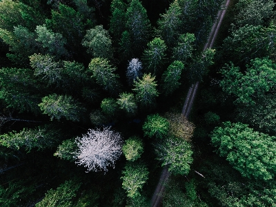 Tree forest branch plant Photo