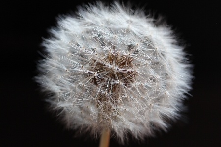 黒と白
 植物 写真撮影 タンポポ 写真