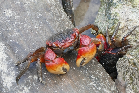 Foto Alam satwa makanan biologi