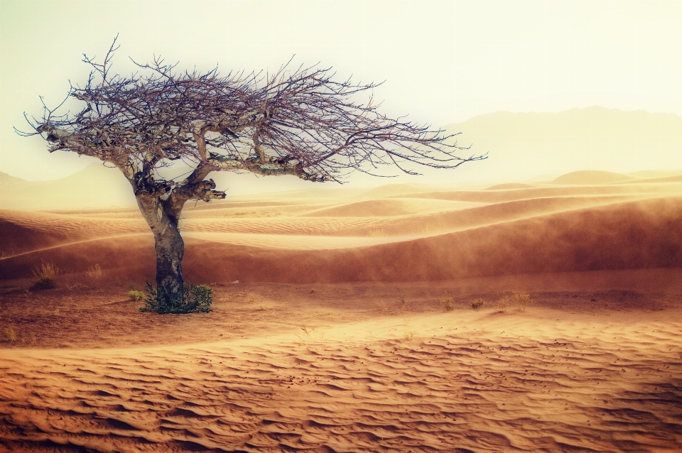 Paesaggio albero natura sabbia