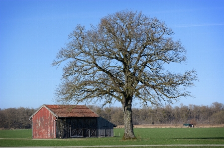 Zdjęcie Krajobraz drzewo natura trawa