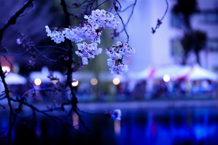 ブランチ 花 ライト 植物 写真