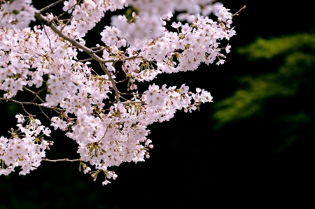 Tree branch blossom plant Photo