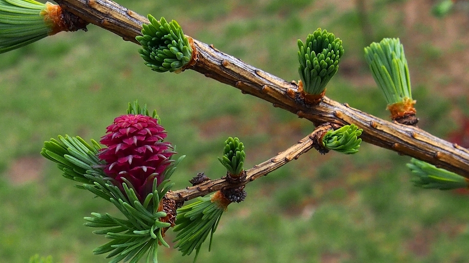 árbol naturaleza rama florecer