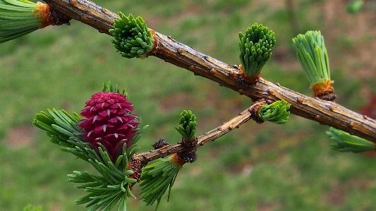 Tree nature branch blossom Photo