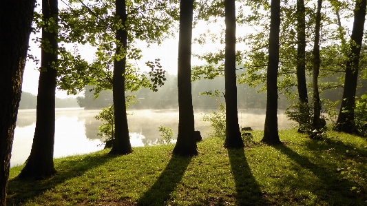 Foto Pohon alam hutan rumput