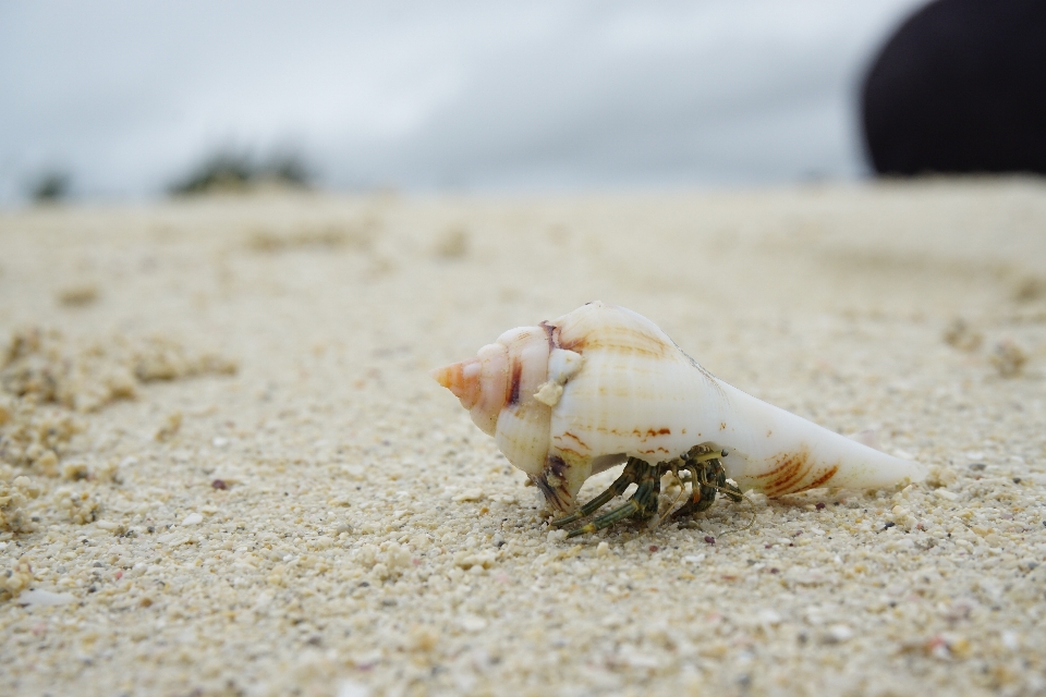 Hand beach sea coast