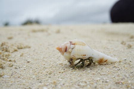 Hand beach sea coast Photo