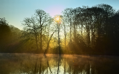 Landscape tree nature forest Photo