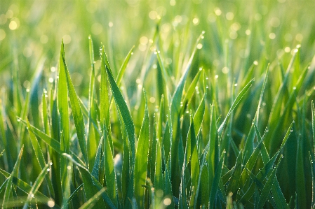 Water nature grass dew Photo