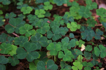 Nature plant leaf flower Photo