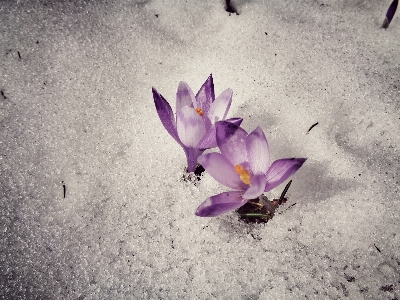 自然 花 雪 寒い 写真