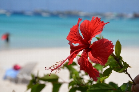 Beach sea nature sand Photo