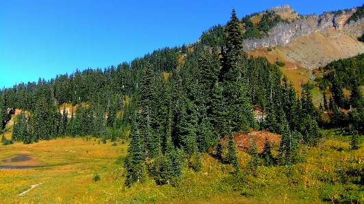 Landscape tree nature forest Photo