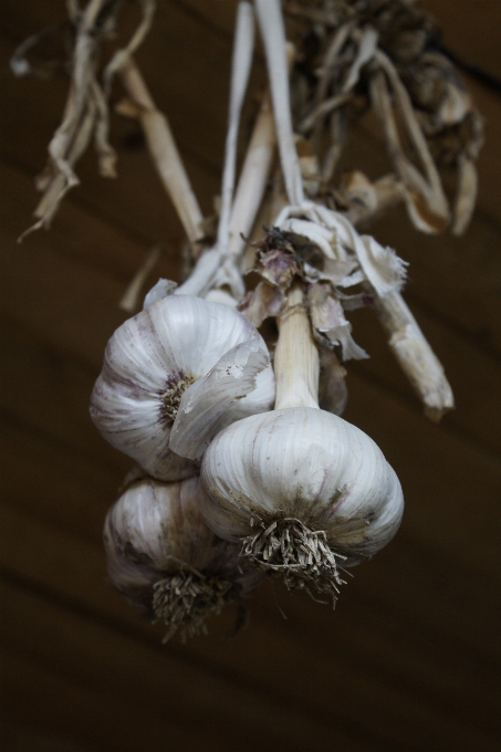 Pianta fiore cibo aglio