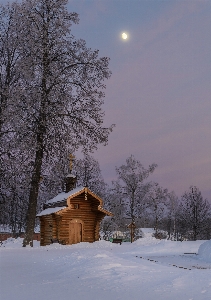 風景 木 自然 森 写真