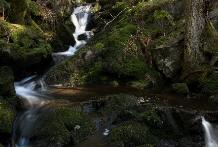 Water nature forest rock Photo