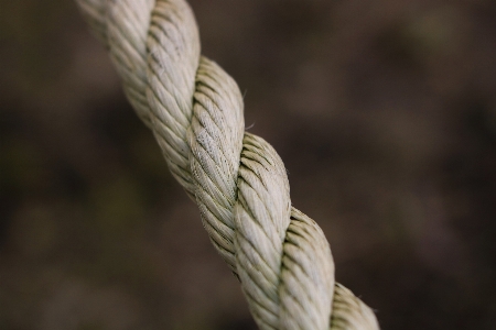 Tree nature grass branch Photo