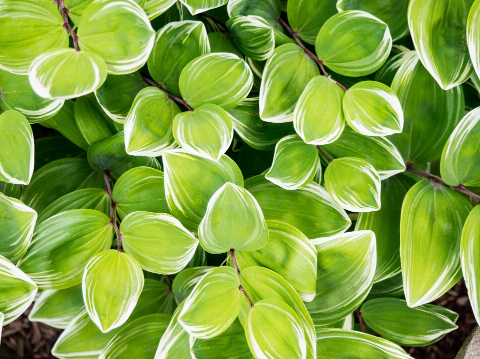 Tree plant leaf flower