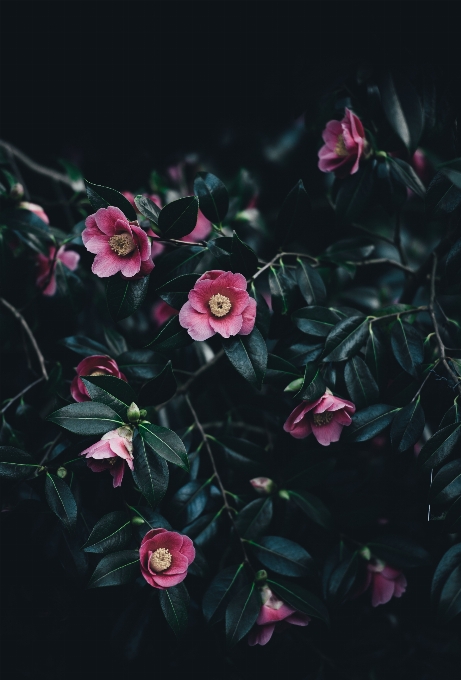 开花 植物 叶子 花