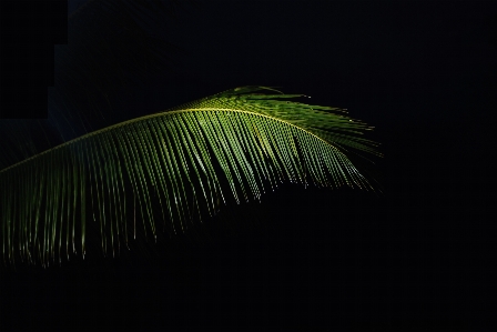 Photo Arbre bifurquer aile lumière