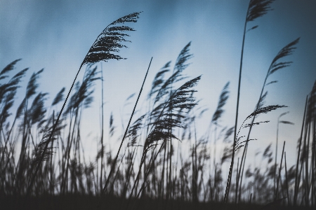 Tree nature grass branch Photo