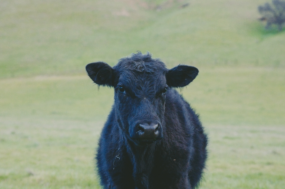 Grama campo prado
 animais selvagens