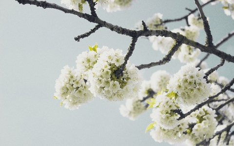 Baum natur zweig blüte Foto