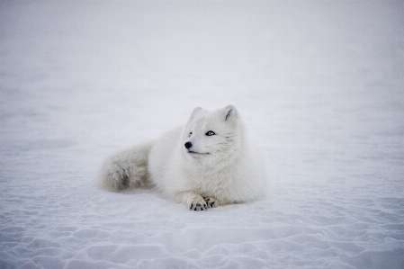 Snow bear weather mammal Photo