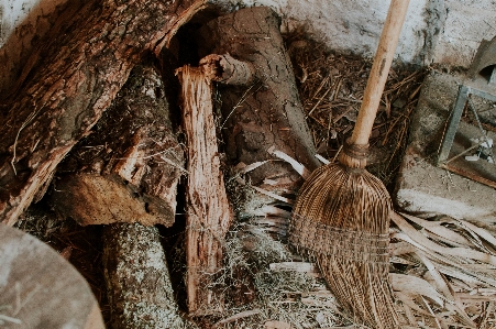 Foto Pohon kayu belalai sikat