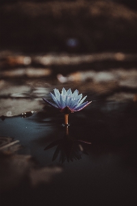 水 自然 花 ライト 写真