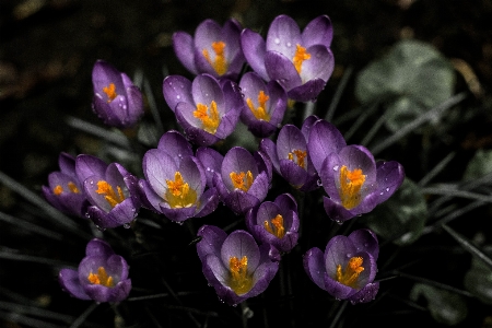 Blossom plant flower petal Photo