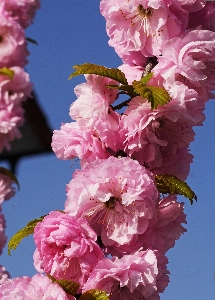 Tree nature branch blossom Photo